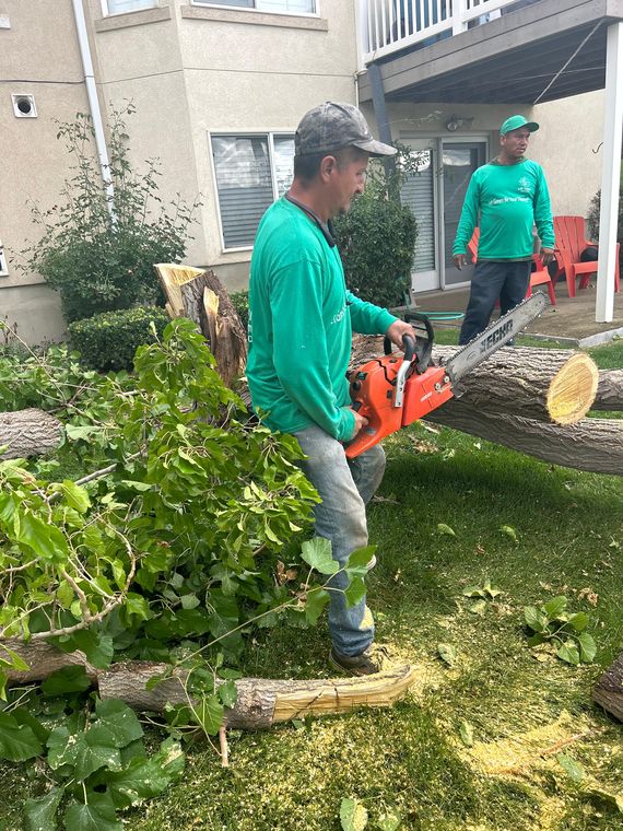 Tree removal and cutting