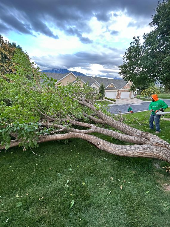 Storm cleanup of a fallen tree