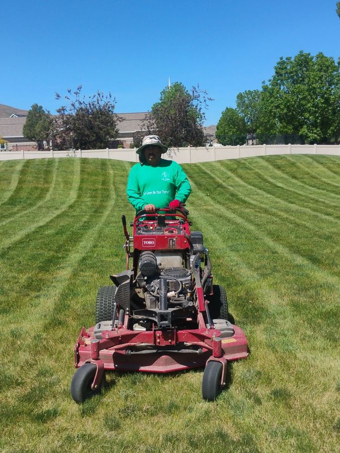 Fresh mowing stripes on a green lawn