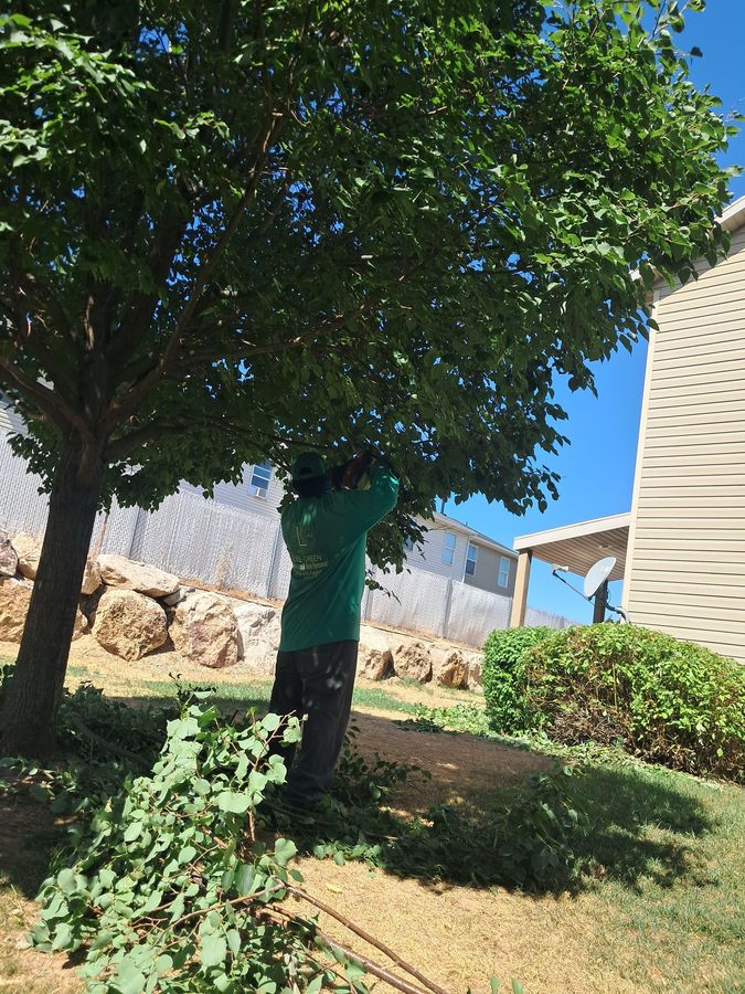 Pruning a shade tree with a pole saw